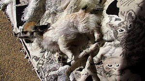 12K views · 866 reactions | Even Superdog's have to bathe sometimes and after kicking poor old Kitty off her favourite couch, our mascot Daisy the Bat Dog certainly enjoyed her post bath roll more than the actual bath. Fond of rolling in long dead gelatinous earth worms, Miss Daisy looks and smells delicious after her tub but I know she won't smell this good for long. Hmmmmm lemon myrtle shampoo.....yum | Batzilla the Bat | Facebook