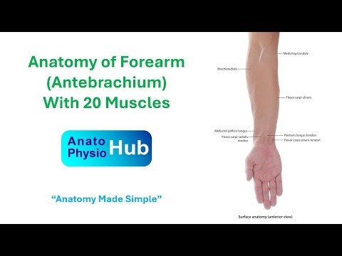 Anatomy of Forearm Region | Muscles, Nerves, Blood Supply & Clinical Anatomy