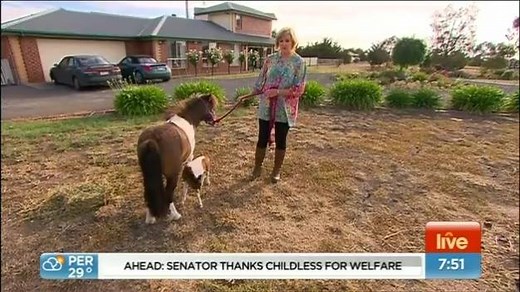 CUTENESS! We meet the pint-sized pony who could be a record breaker! #sun7 | Sunrise