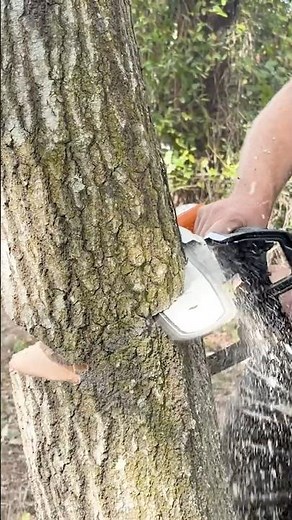Battery Chainsaw BETTER Than Gas?! NEW STIHL MSA 190 T