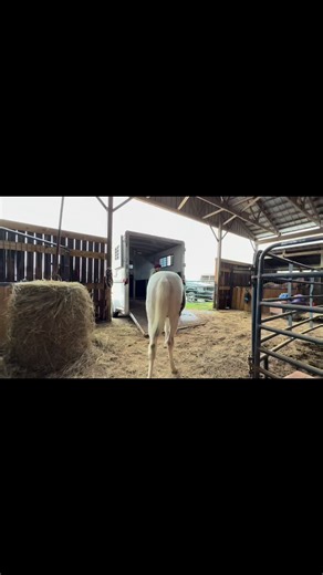 Rainy days are great for loading practice🤠 practice when you don’t need it so you’ll have it when you do need it | Working W Training