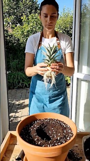 Stop Throwing Away Pineapple Tops — They Grow REAL Fruit 🍍