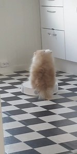 When you want to call an Uber to the kitchen. Funny Videos Want to be featured? Message us videos you filmed to be featured on the page! | Funny Videos