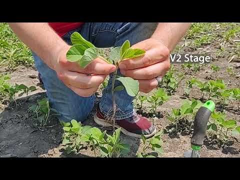 Soybean Growth Stages V2 to V5