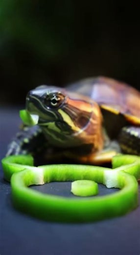 Calm Turtle ASMR 🐢 Crunchy Pepper Sounds