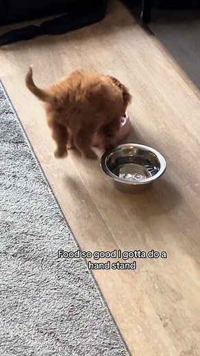 Yummy #foryou #puppiesoftiktok #cavapoopuppy #newpuppy #foryoupage #dogmom #cavapoo #puppy