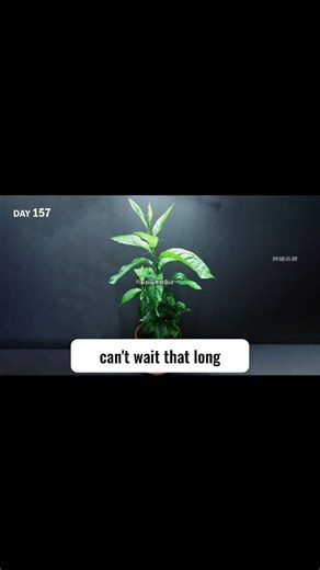 Planting With Dad | What happens when you bury a whole lemon in the soil? 🍋 A miracle might just sprout from it—don’t miss this garden trick! #LemonHack... | Instagram