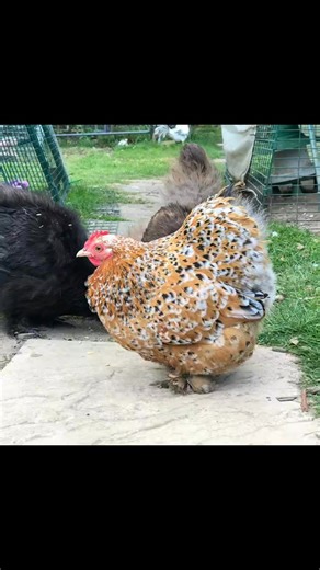 4.4K views · 26 reactions | The Pekin Bantam is a miniature marvel in...