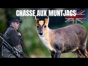 Chasse aux muntjacs - Angleterre (4K)