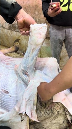 Watch how to extract the oxtail from a buffalo: Slaughtering at the abattoir, butchery techniques...