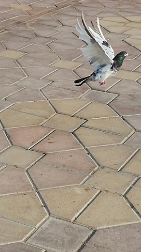 Charming Pigeon Walking and Taking Flight Outdoors