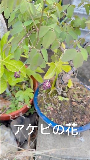 初！ アケビ花が咲きましたよ。 #アケビ #あけび #木通 #盆栽