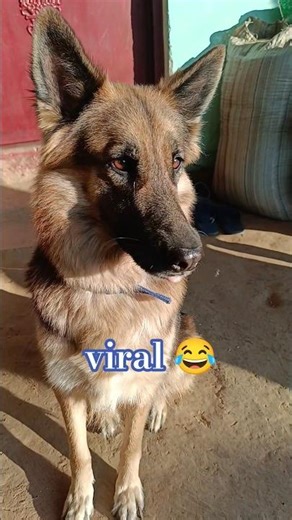 वायरल होना चाहते हैं ! "German shepherd dog Chiku"#germanshepheard #dogsworld #dutchshepherd #viral