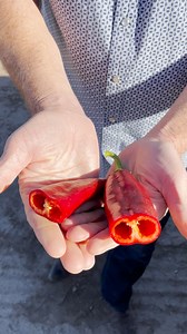 275 reactions · 17 comments | Did you know our Hatch Red Chile Roast is like our Hatch Pure Green Chile? Except we leave the chile just a little longer on the vine during the season to achieve that vibrant red color & sweet & spicy kick! ️ | Fresh Chile | Facebook