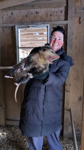 The possum was not Sitting on the eggs. Possums are marsupials. #hunterdoncounty #possum #thisisNJ #henhouse #chickencoop | Pretty Bird Farm