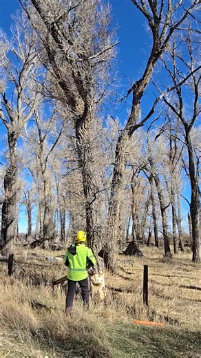 14 reactions | Using a redirect and winch to pull this cottonwood over that was leaning the opposite direction over the river. Got it to fall right where we wanted it too. #treeservice #STIHL | The Tree Barber LLC | Facebook