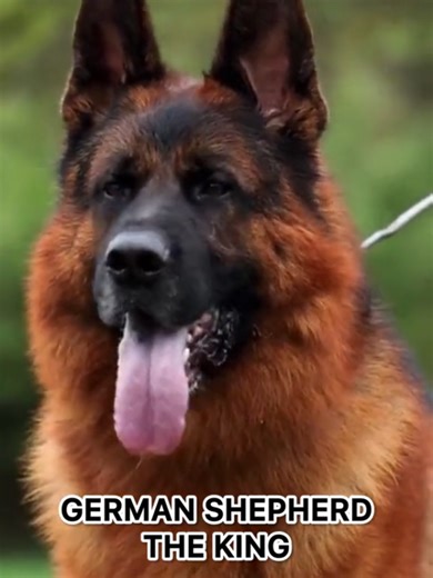 Unique Abilities of German Shepherds Explained