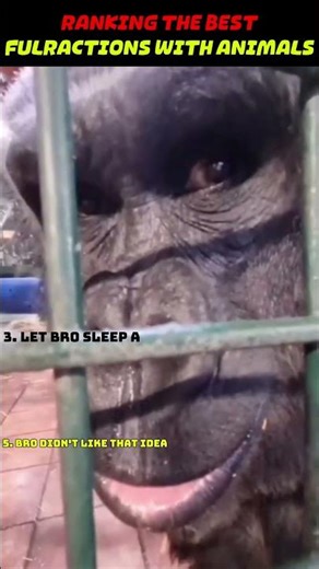 Ranking The Best Funny Animal Reactions 😂