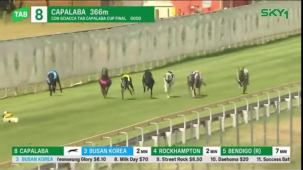 8.5K views · 113 reactions | VALHALLA storms to victory in the 2023 edition of the Capalaba Cup!  The Tom Tzouvelis-trained chaser was able to hit another gear in the concluding stages to capture the prized Group 2 feature!  Capalaba Greyhound Racing Club #QLDisRacing | RaceQ | Facebook