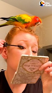 1.3M views · 65K reactions | Parrot micromanages his mom — he even makes sure her hair is "brushed" and supervises vacuuming!  | The Dodo | Facebook