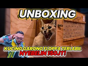 TERSADIS! UNBOXING KUCING GARONG FLOPPA TERLABIL NYEBELIN 150JT! #AudreyA #KINGOFTHEJUNGLE