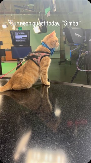 The “Save a Life” Golf Tournament, hosted by FUR-Friends United in Rescue, Inc., is scheduled for Friday, October 17, 2025, at Bidwell Park Golf Course in Chico to support kitten rescue. | Action News Now