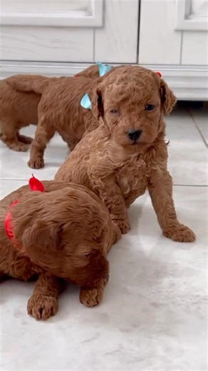 Dog #dog #dogs #dogshorts #doglife #dogvideos #video #puppy #puppies #funny #dogstory #woof #funny