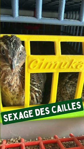 Sexage des cailles : méthode 100% fiable expliquée en détail 🐥 | Eggceterra
