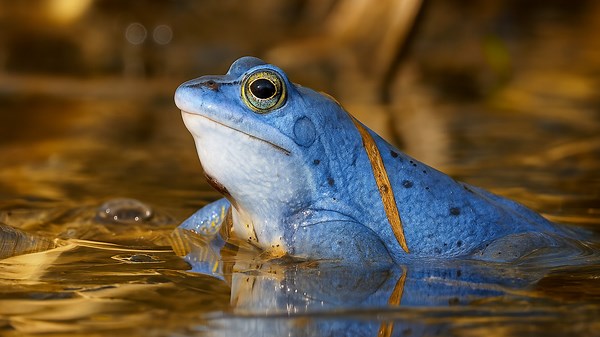 Sounds of Nature Calls of European Frogs