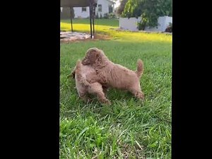 Mini poodle puppies at 5 weeks! Parti poodle puppies