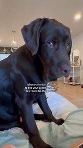 1.8M views · 99K reactions | Oh ok excuse me for being excited to see you  #labrador #labradorvideos #labradorretriever #chocolatelab #labpuppy #puppiesofinstagram #puppylove #labstagrams #talesofalab #talesofalabpuppy #puppylove #labs_of_insta #dogmom #souldog | The Lab Woody | Facebook