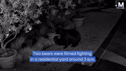 Bears have early morning brawl in California home's yard