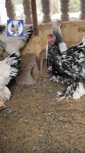 Ferme Badiaga : Élevage au Mali