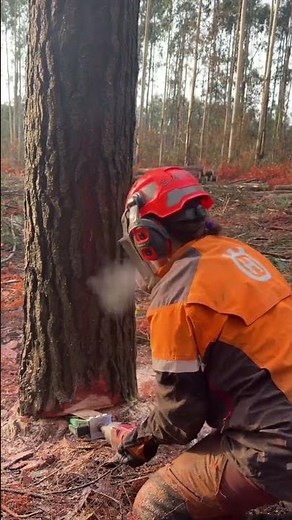 Professional Logger Using High Tech Wedge to Fall Massive Pine Tree