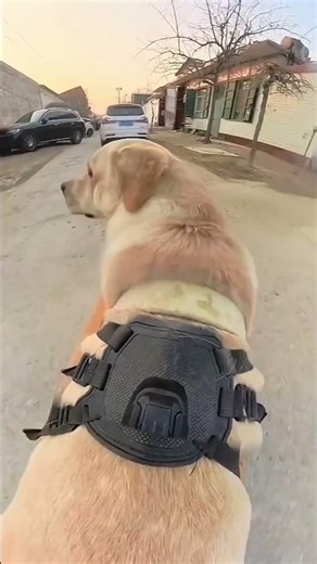 #babyshorts