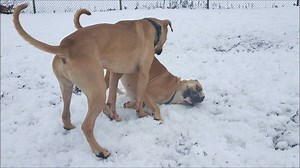 2.8K views · 103 reactions | There is nothing better than the happiness that our dogs bring to each other! While lots of friendships have formed during our playgroup sessions, few have been as fun to watch as the friendship between Kaycee and Pete. If you're looking to add a four-legged family member to your household, please consider one of these silly and special pups. Nothing would make them happier than seeing their best buddy get adopted! | Pound Buddies | Facebook