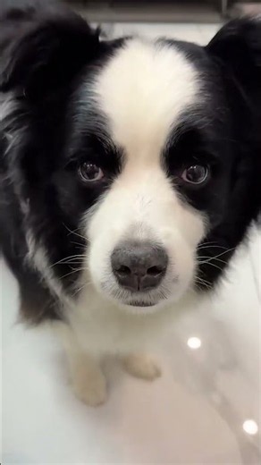 Border Collie Jianjian's Cute and Funny Daily Life #animals #cutepets #pets #animals #cute #funny...