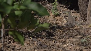 Goanna At Whitsunday Islands National Park - Lace Monitor Basking In The Afternoon Sun. - reveal