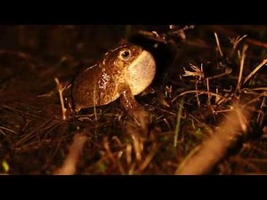 Natterjack Toad (Epidalea calamita) calling