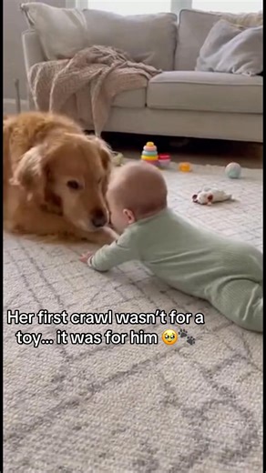 Golden retrievers are amazing motivators — studies show babies in pet-owning homes reach crawling milestones earlier because they mimic movement they see every day. In this clip, he lies patiently a few feet away, tail wagging like a cheerleader. She spots him, giggles, and starts moving forward. He gives one tiny bark, and that’s all it takes. When she finally reaches him, he lowers his head and lets her grab his fur like a finish line ribbon. It’s pure teamwork — proof that love can teach fast