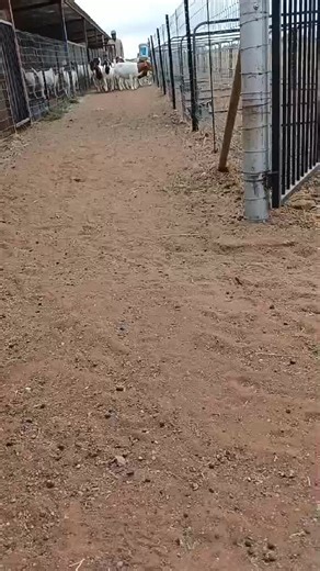 Genetic Variation in Boer Goat Breeding Lines