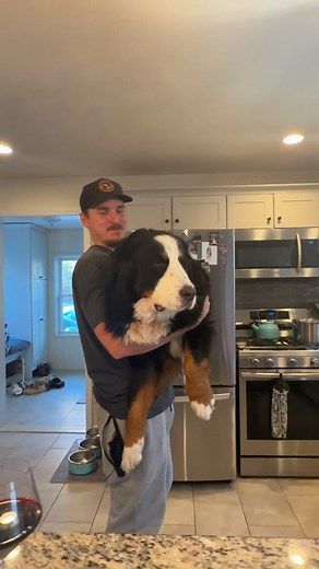 Our tiny tea cup Bernese mountain dog! #bernesemountaindog #bernesemountaindoglovers #tinydog | Walt and Gus The Bernese Mountain Dogs