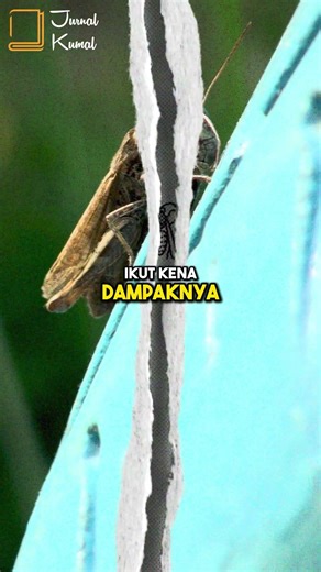 A Serious Mission for Cats | Operation Cat Drop #uniquefacts #shorts