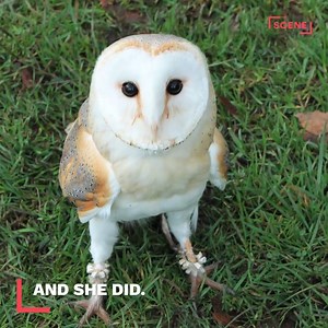 143K views · 2.5K shares | This lonely owl found love and affection in an animal trainer, and now they're bonded for life. (via The Scene) | I Love Owls | Facebook