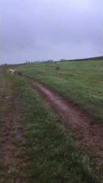Greyhound chasing springbok