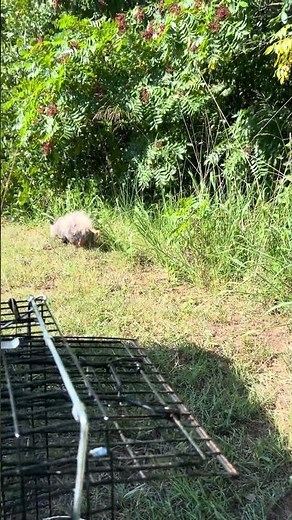 Momma and Baby Opossums Relocated
