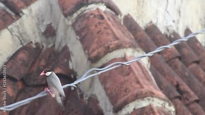 Two endangered Java Sparrows preening and playing on a rooftop cable. These rare finches exhibit bonding behavior and grooming rituals in an urban setting.