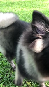 1K views · 36 reactions | UPDATE: ADOPTED!!! Meet Blossom! She is a...