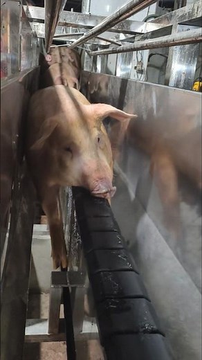 Final Journey: Roller Conveyor Moves Pigs Through a Slaughter Facility 👀