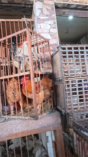 Buying live chicken in Marakesh to prepare delicious stew#marakech #marketvlog #shorts #morocco